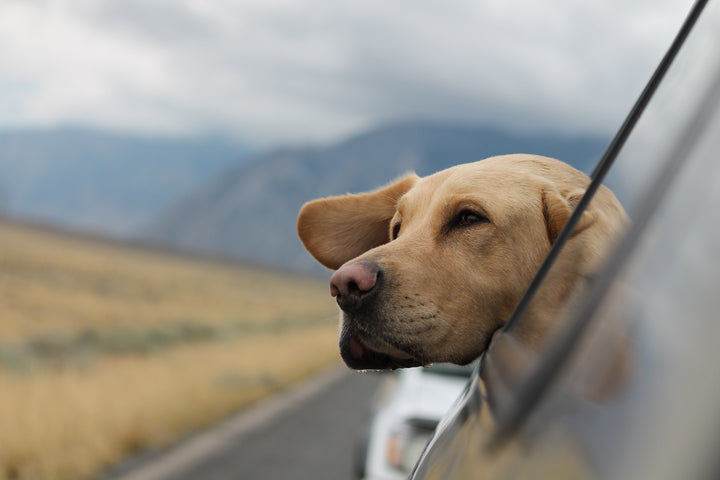 Packing for a trip? It's time to start taking your dog